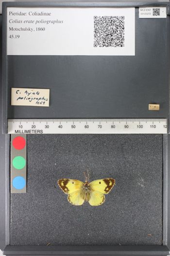 Media type: image;   Entomology 125272
